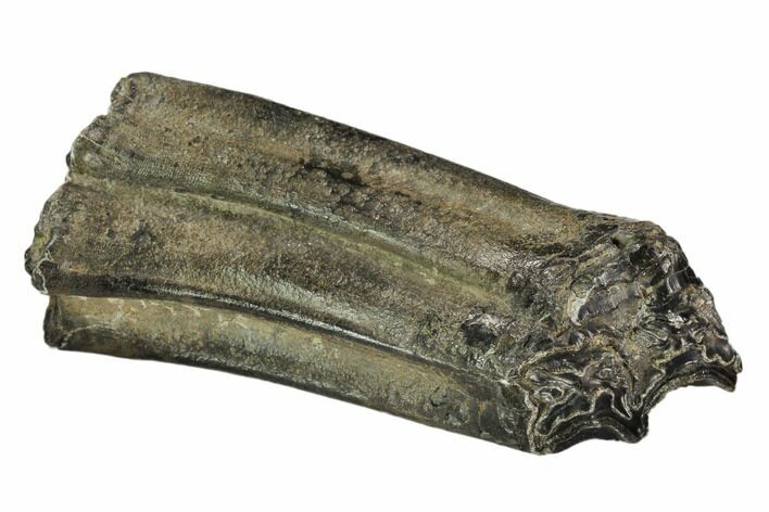 Pleistocene Aged Fossil Horse Tooth - Florida #104225